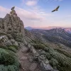 Rapaces en Corse : itinéraires de montagne pour approcher les seigneurs du ciel